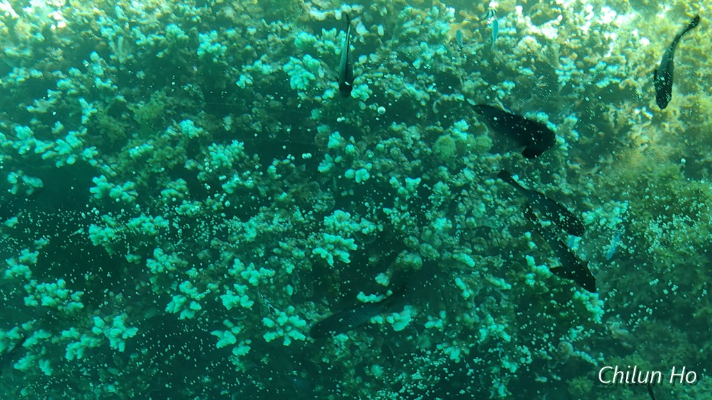玉城玉城